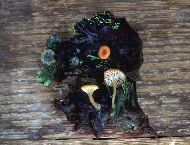 Loreleia marchantiae